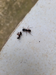 Camponotus rufipes