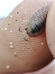 Porcellio dilatatus