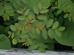Phyllanthaceae