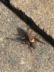 Pholidoptera griseoaptera