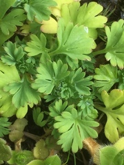 Alchemilla australis