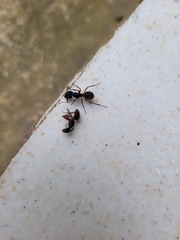 Camponotus rufipes