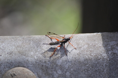 Echthromorpha intricatoria