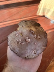 Chroogomphus rutilus