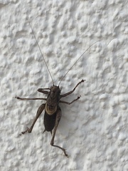 Pholidoptera griseoaptera