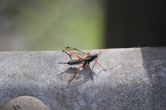 Echthromorpha intricatoria