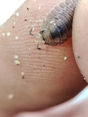 Porcellio dilatatus