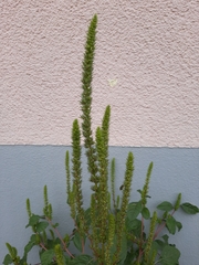 Amaranthus hybridus