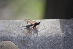 Echthromorpha intricatoria