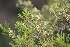 Myrtoideae