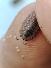 Porcellio dilatatus