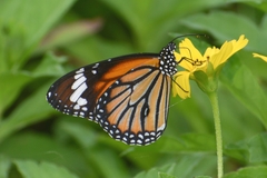 Danaus genutia