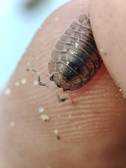 Porcellio dilatatus