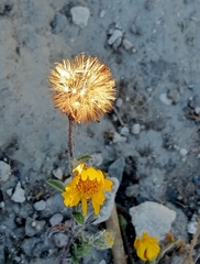 Heterotheca inuloides