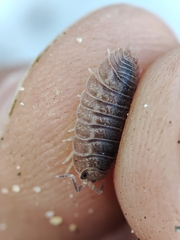 Porcellio dilatatus