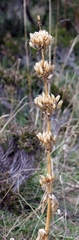 Gentiana lutea