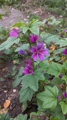 Malva sylvestris mauritiana