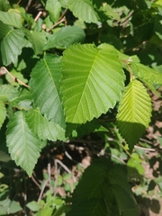 Ulmus