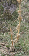 Gentiana lutea