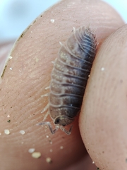 Porcellio dilatatus
