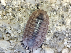 Porcellio dilatatus