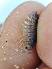 Porcellio dilatatus