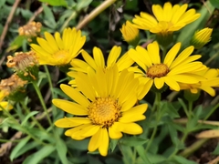 Heterotheca subaxillaris