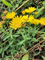 Heterotheca subaxillaris