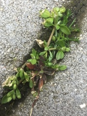 Polycarpon tetraphyllum