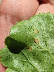 Puccinia pelargonii-zonalis