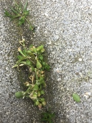 Polycarpon tetraphyllum