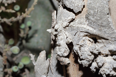 Mediodactylus orientalis