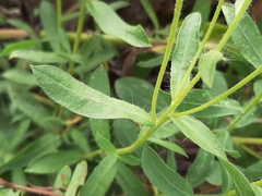 Heterotheca subaxillaris