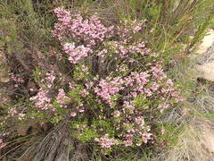 Erica umbelliflora