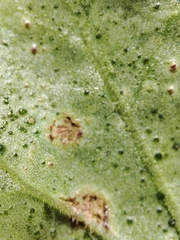 Puccinia pelargonii-zonalis
