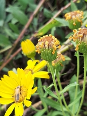 Heterotheca subaxillaris