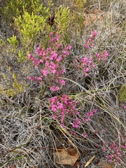 Erica gnaphaloides