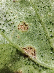 Puccinia pelargonii-zonalis