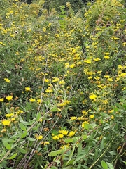 Heterotheca subaxillaris