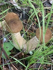 Armillaria