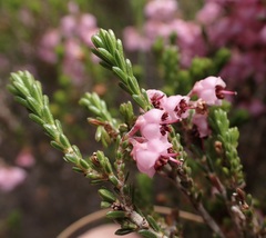 Erica umbelliflora