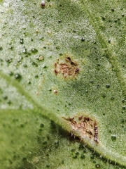 Puccinia pelargonii-zonalis