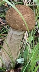 Armillaria