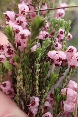 Erica umbelliflora