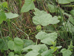 Passiflora vesicaria