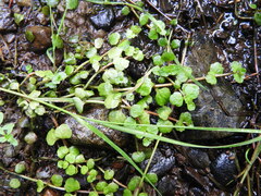 Chrysosplenium americanum