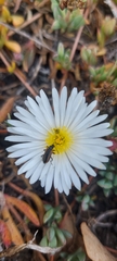 Neoeutrapela