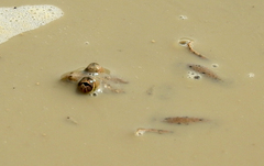 Euphlyctis cyanophlyctis