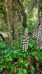 Acanthus mollis