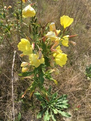 Oenothera glazioviana